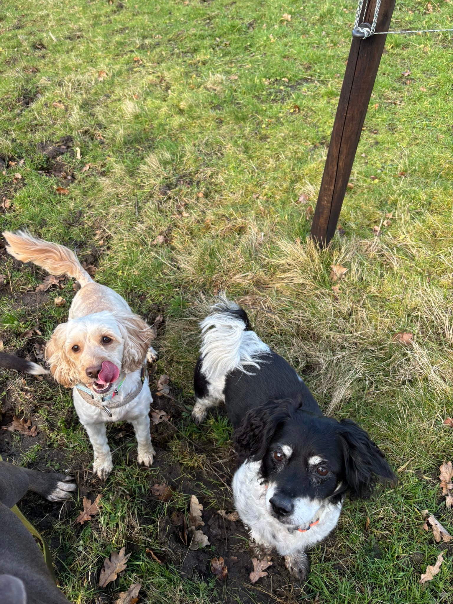 Perry’s Paws Dog Walking