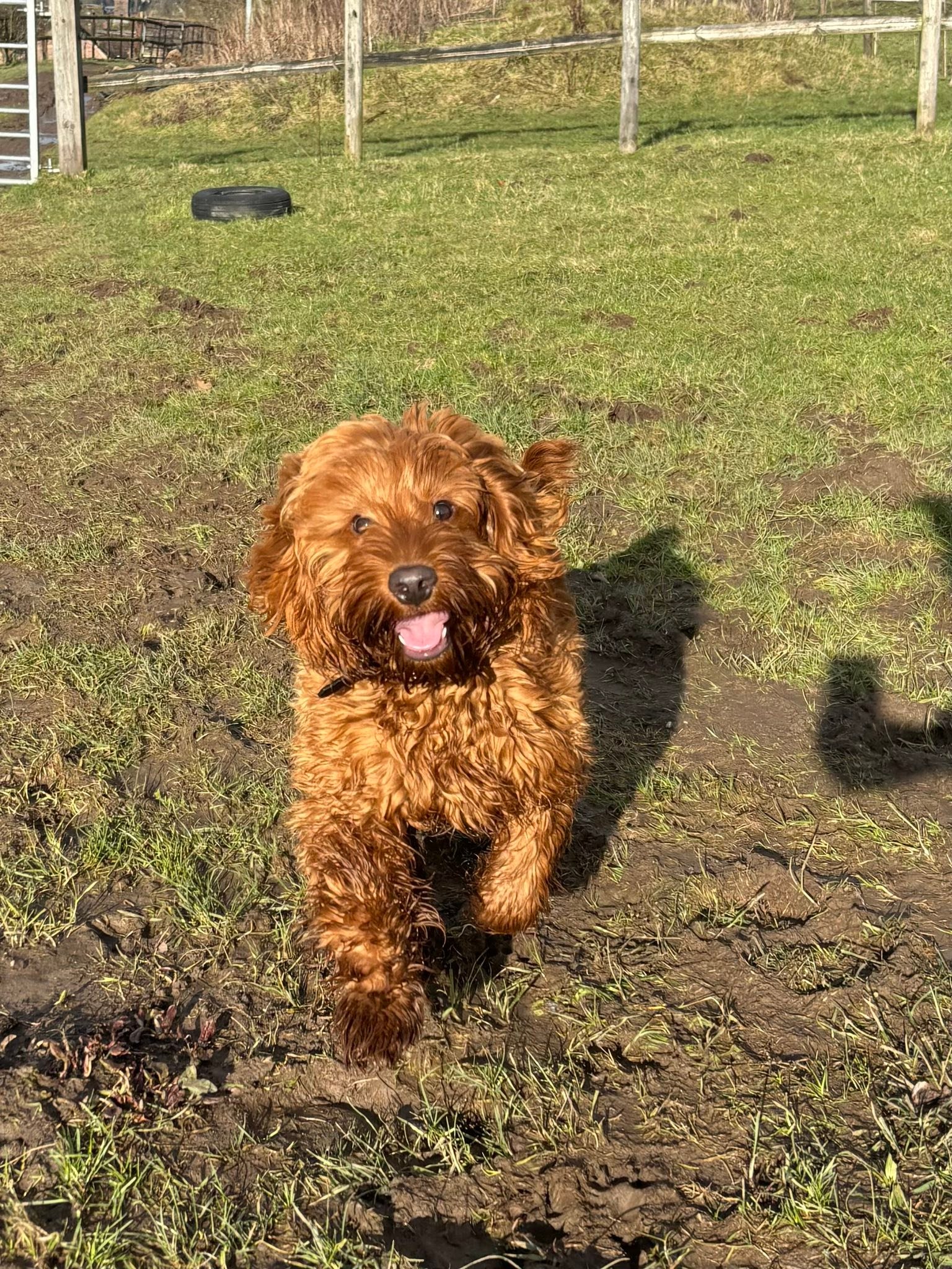 Perry’s Paws Dog Walking