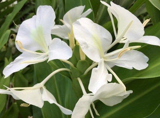 Kebun Kecil Tepi Rumah Pokok Bunga Gandasuli Butterly Ginger Bunga Warna Putih Pokok Jenis Ada Rhizome Bagi Pokok Baja Bunga Dan Letak Di Tempat Separa Teduh Bunga Kembang Lama Selama