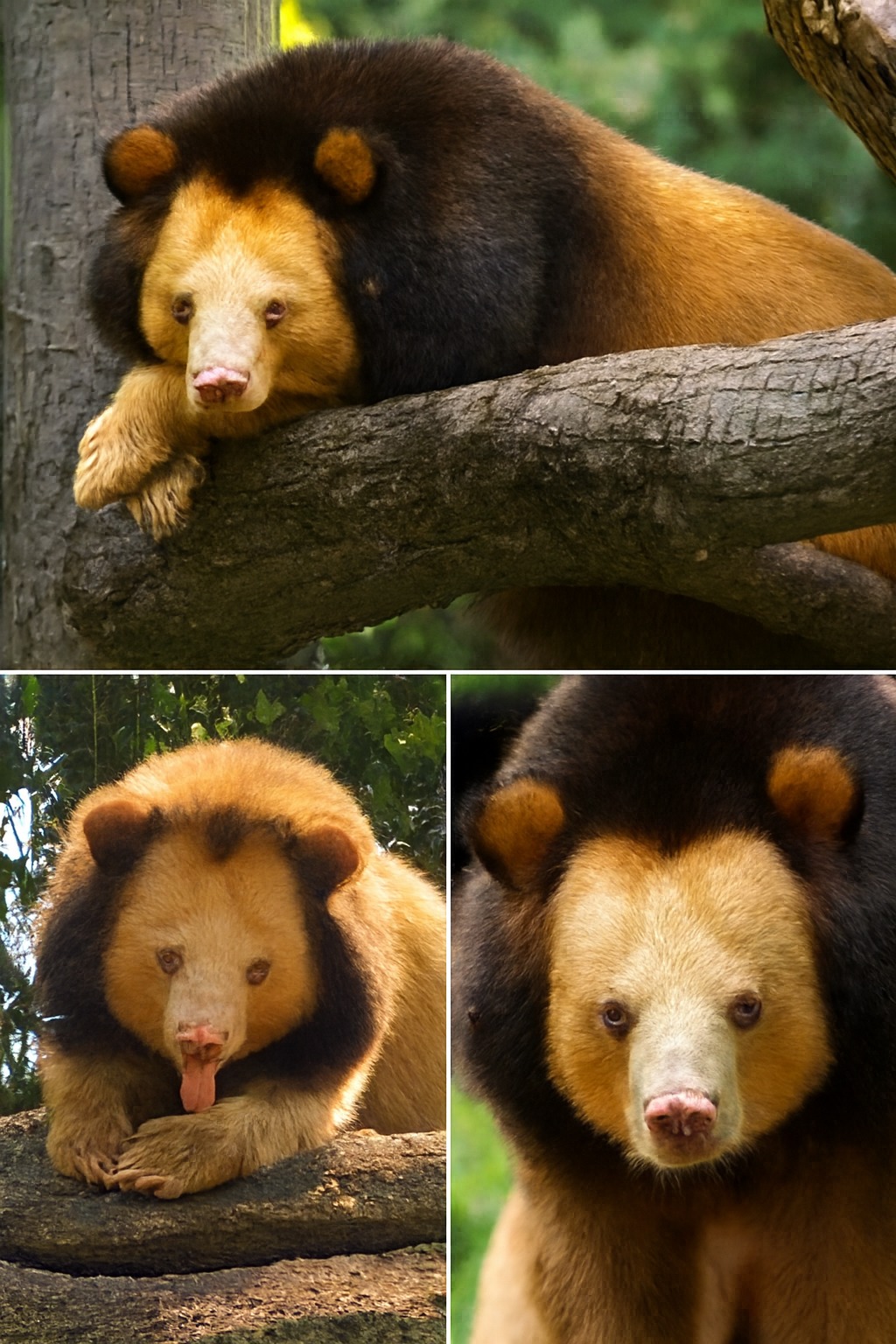 This is the GOLDEN MOON BEAR - The Rarest Bear on Earth! ? Native 
