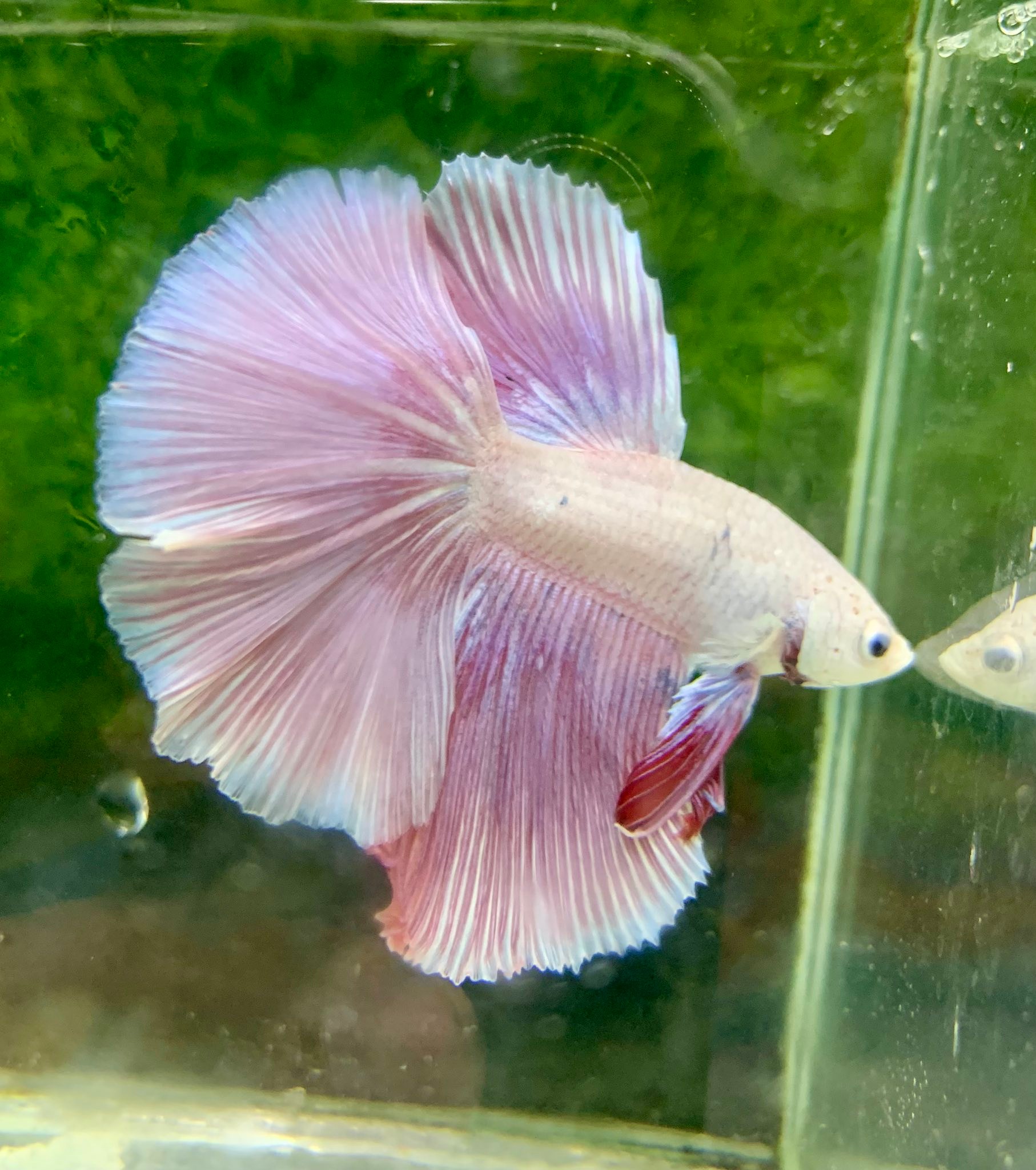 Master Fish - 𝑷𝒓𝒆𝒎𝒊𝒖𝒎 𝑷𝒊𝒏𝒌 𝑺𝒂𝒌𝒖𝒓𝒂 🌸🦄🇹🇭 (𝑴𝒂𝒔𝒕𝒆𝒓 𝑭𝒊𝒔𝒉... | Facebook