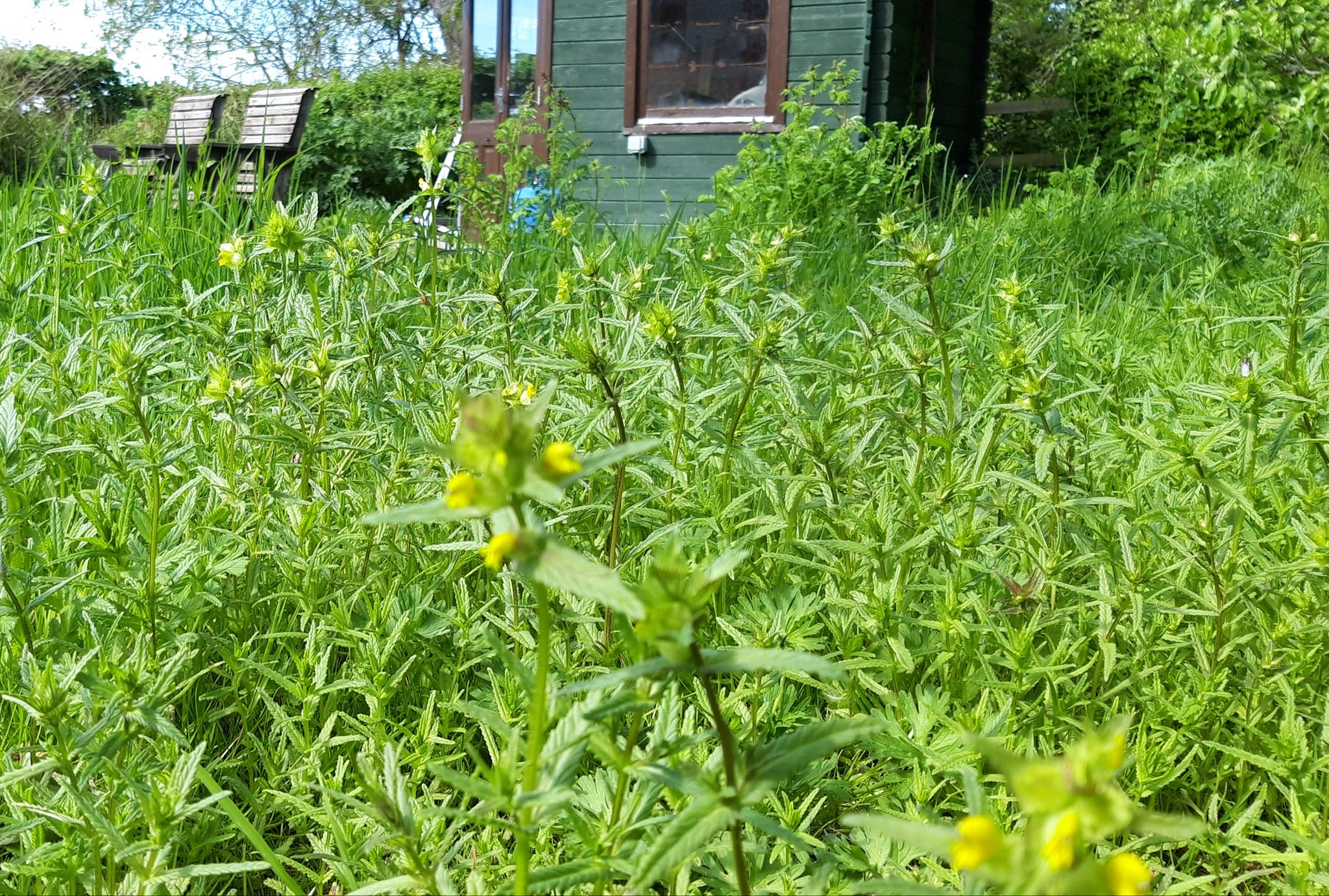 What is the rattle weed plant?