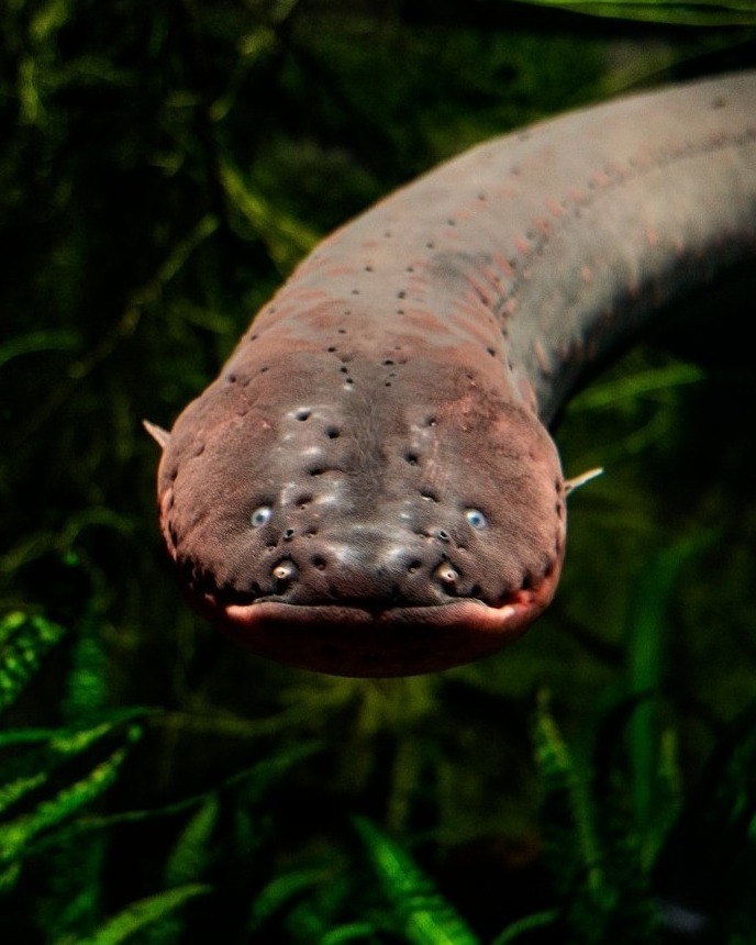 This may come as a... - American Museum of Natural History