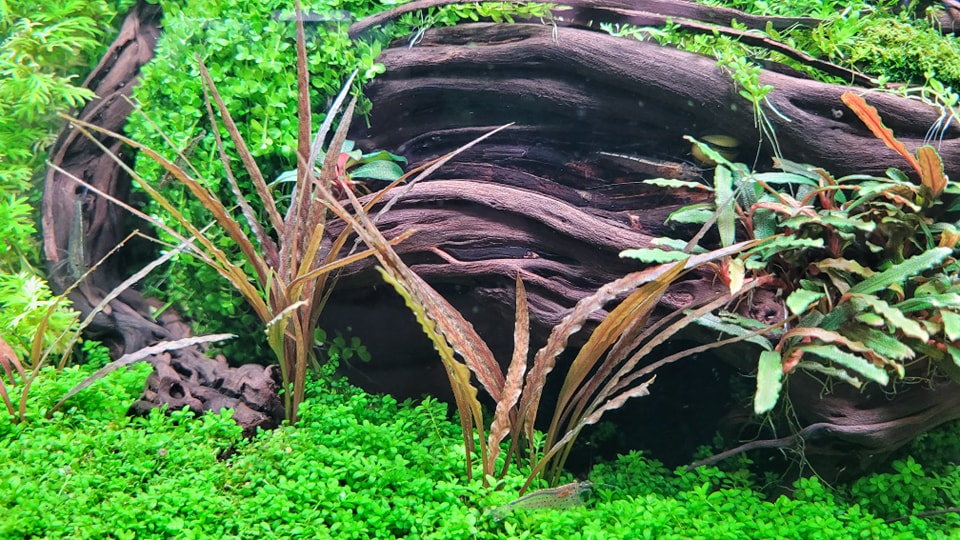 Cryptocoryne albida 'Brown' is now available in the US