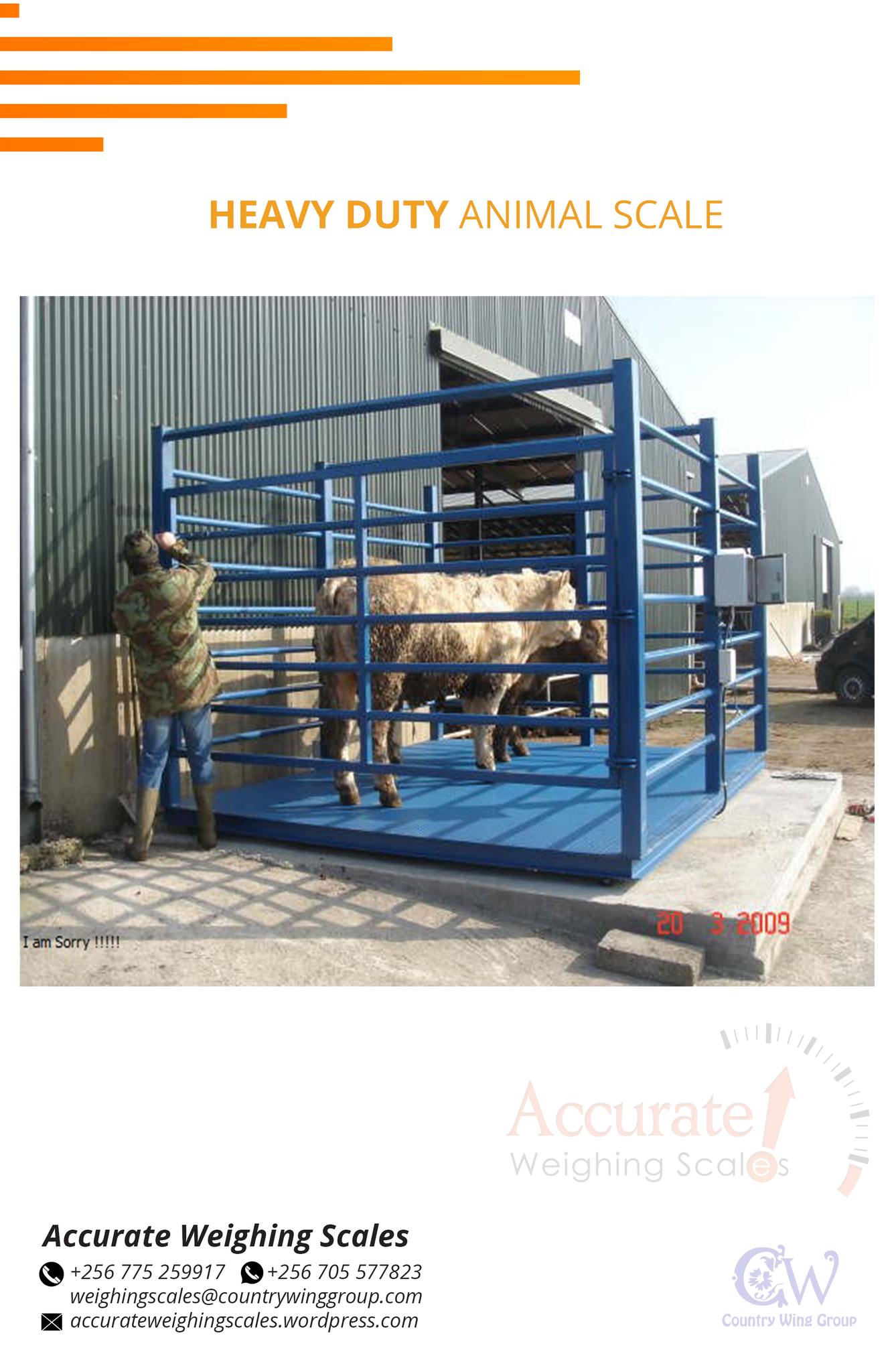 Where can I buy a cattle livestock animal weighing scales Kampala ...