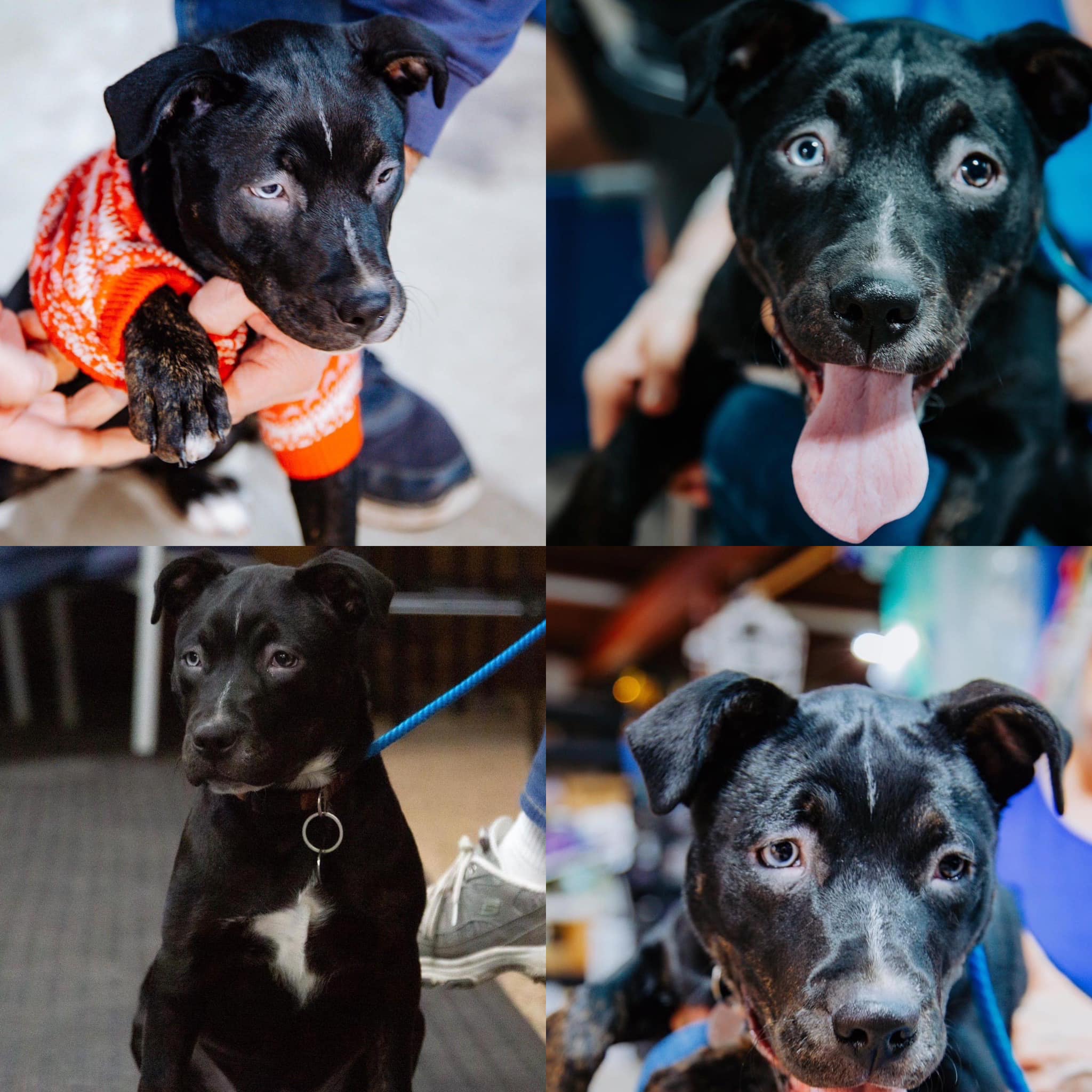 Toledos - Hi there, my name is Millie. I am a soft, sweet little puppy