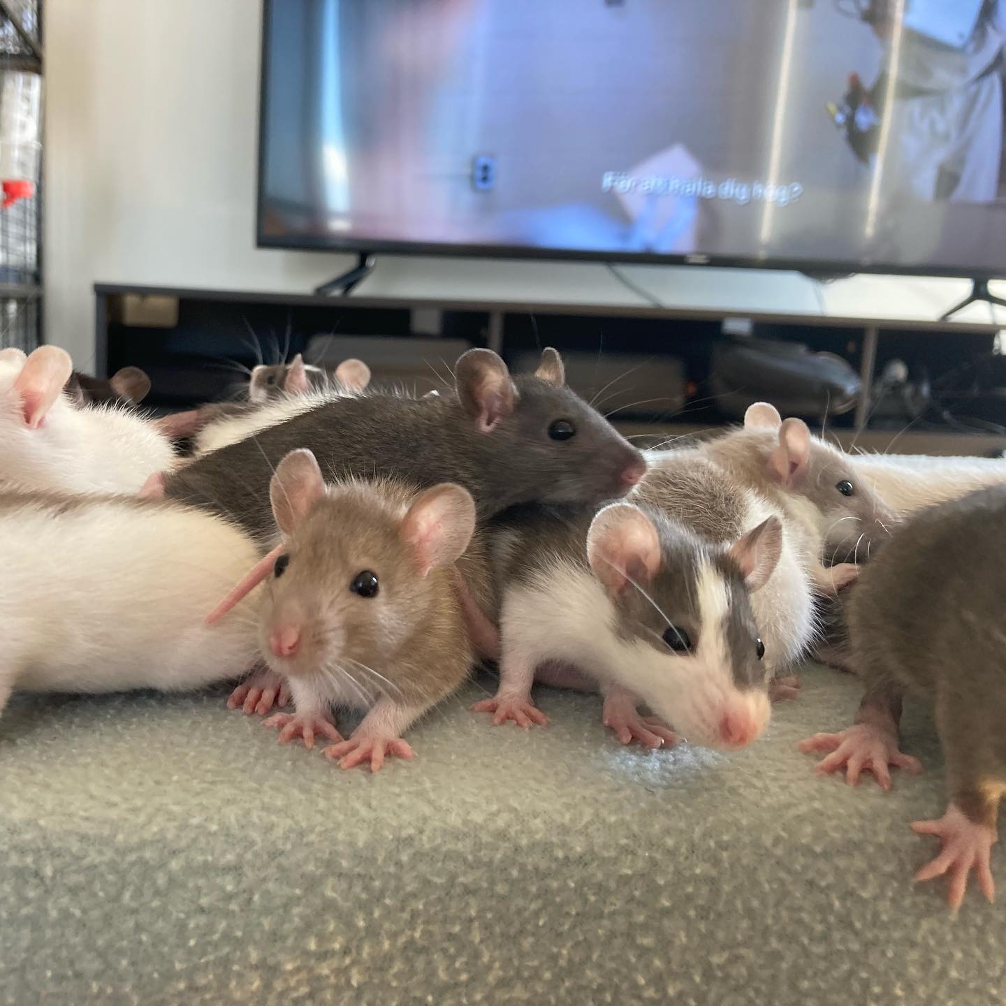 Candyland Rats | Gnesta