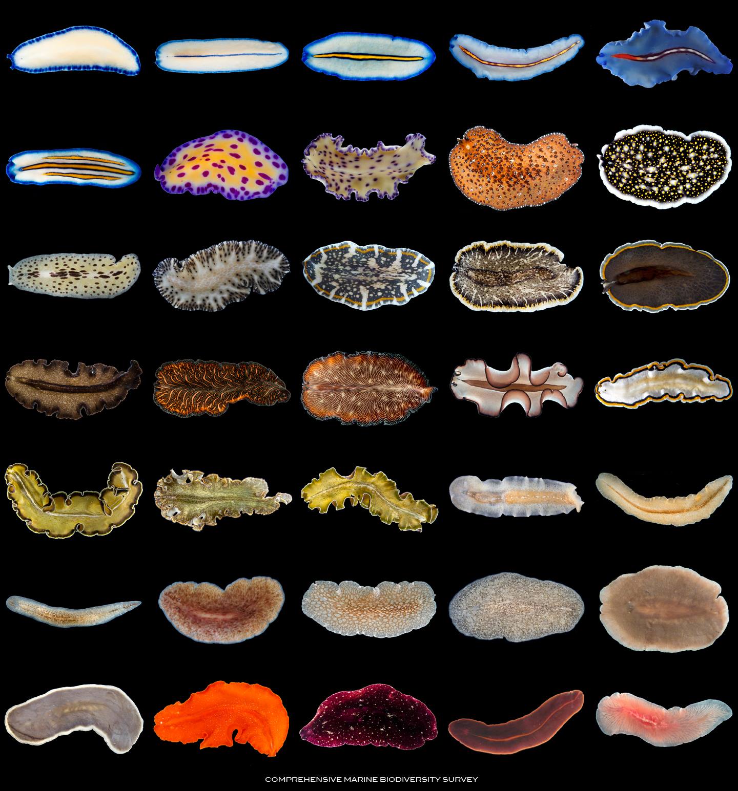 St. John's Island Marine Laboratory - The colourful world of FLATWORMS ...