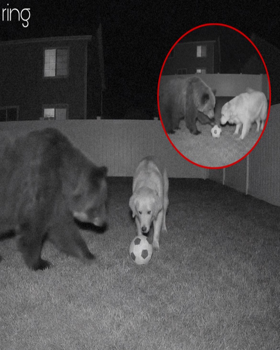 When - The man thought raccoons had wrecked his yard—until he checked ...