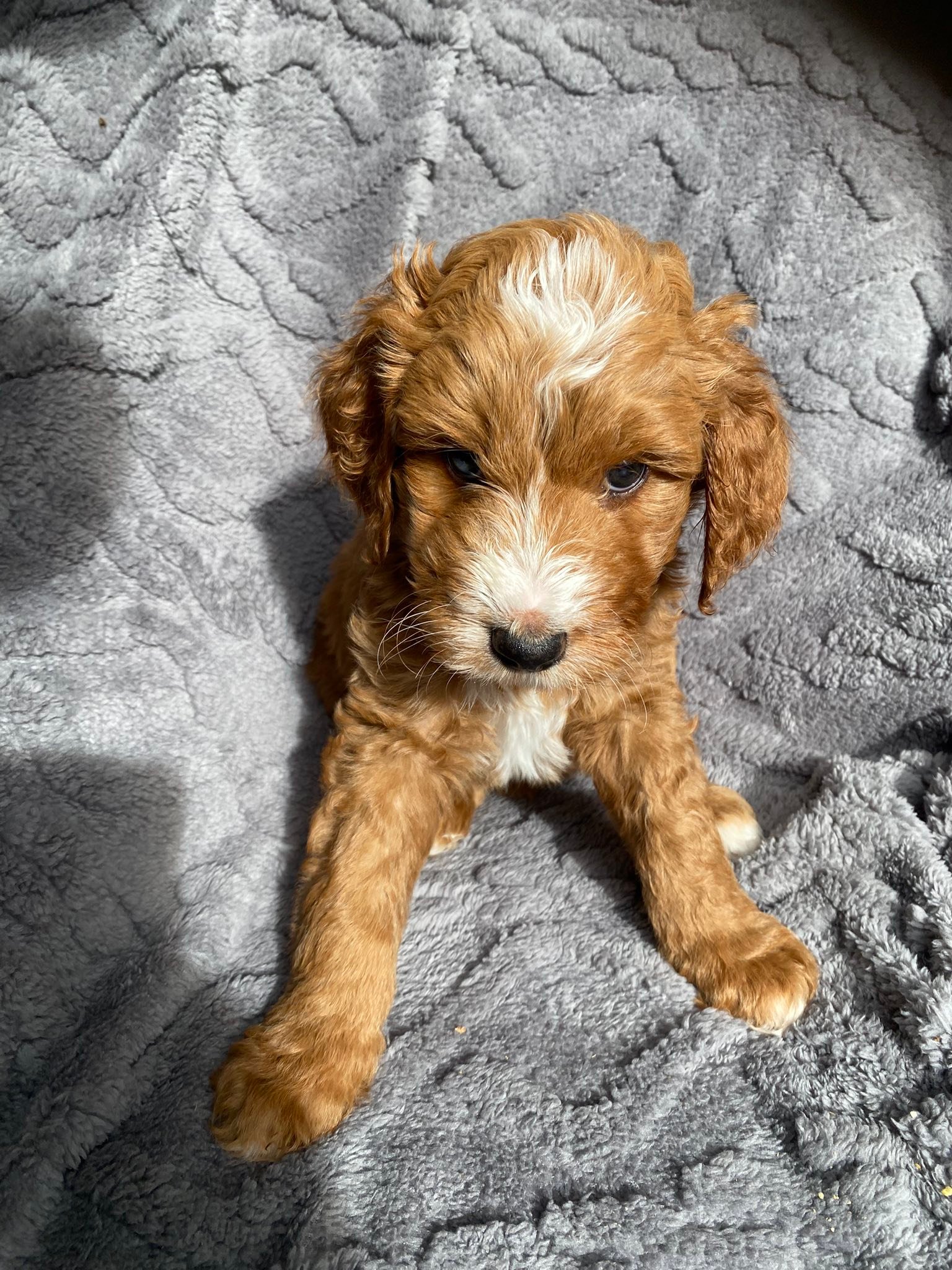 South Australian Oodle... - South Australian Oodle Breeder