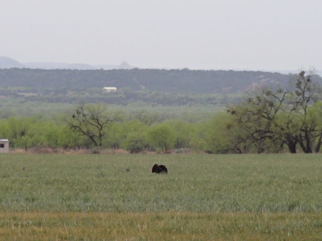 Rafter L Ranch | Bronte TX