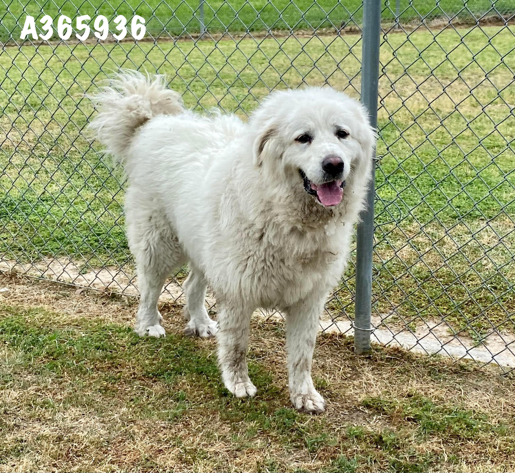 ADOPTED 12/23/25 Name Unlisted, ID: A422582 Location: LAVENDER 5B
