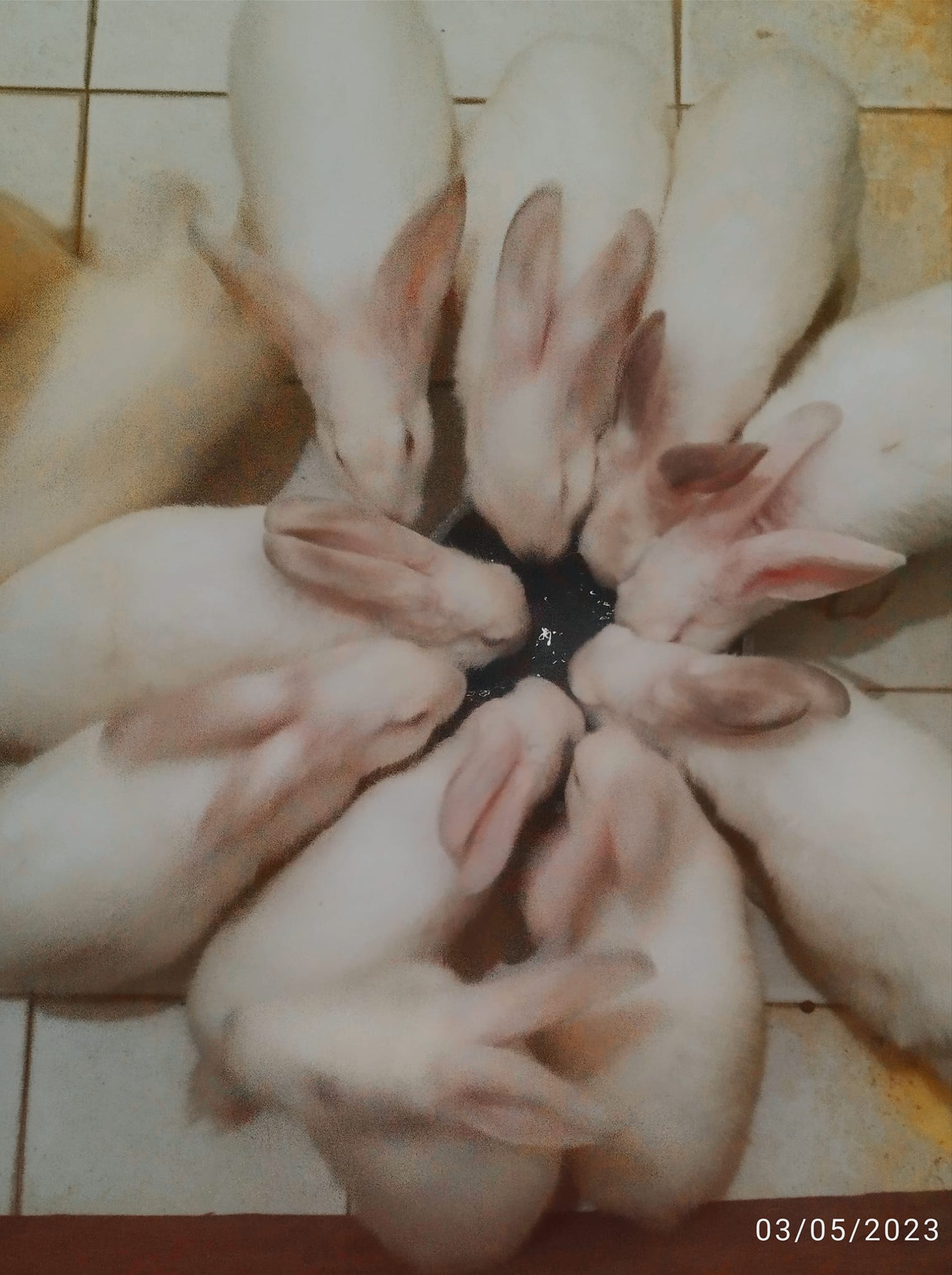Rabbit - This batch of purebred Californian White rabbits is ready for ...