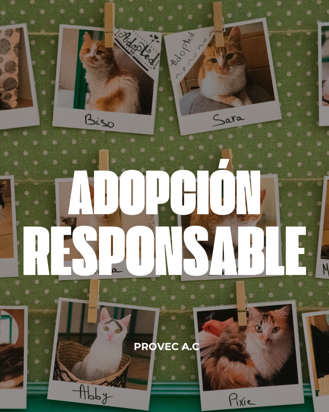 Provec - 🌍 Día Mundial del Medio Ambiente 🌱 Hoy recordamos que cuidar ...