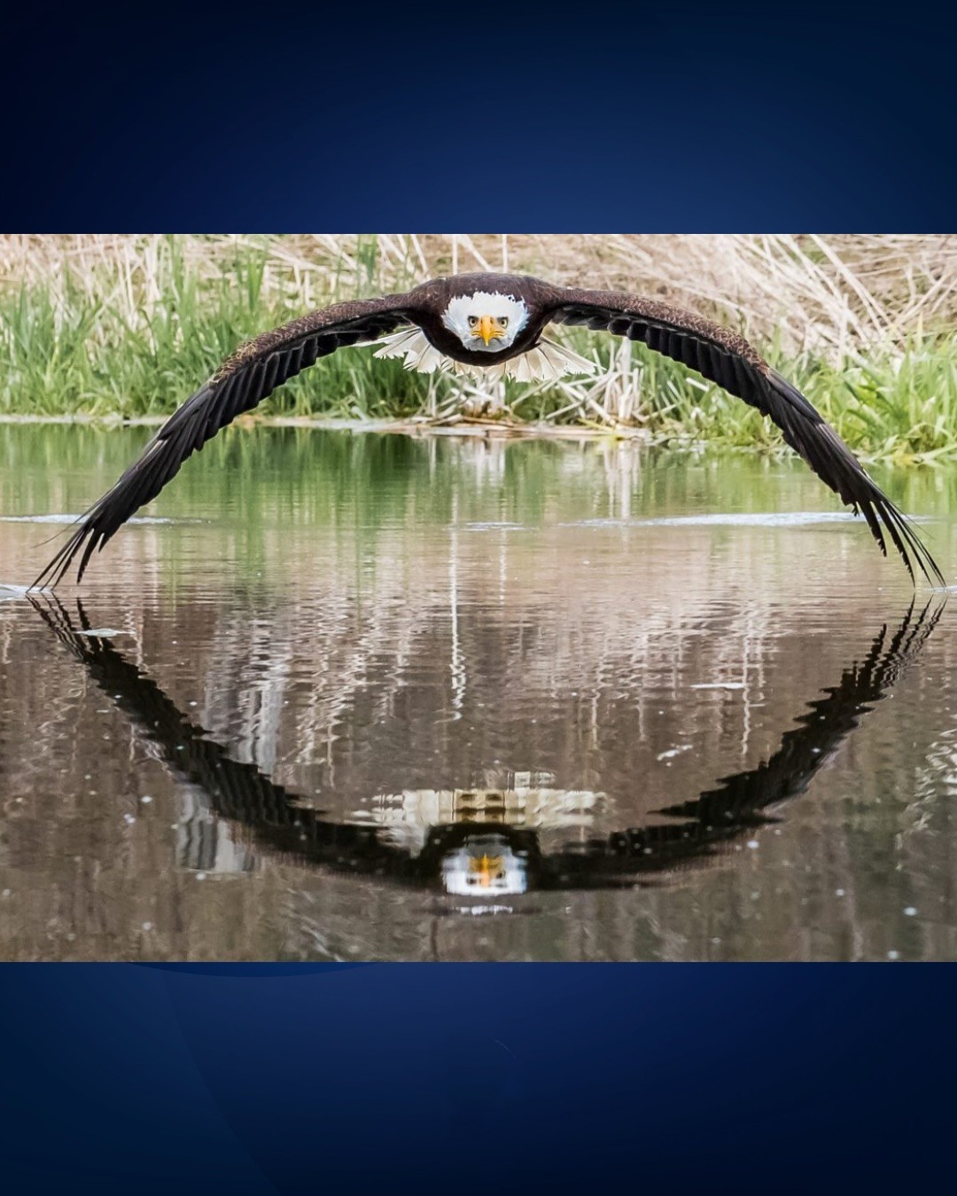 Ancient - Wildlife photographer Steve Biro became internationally ...