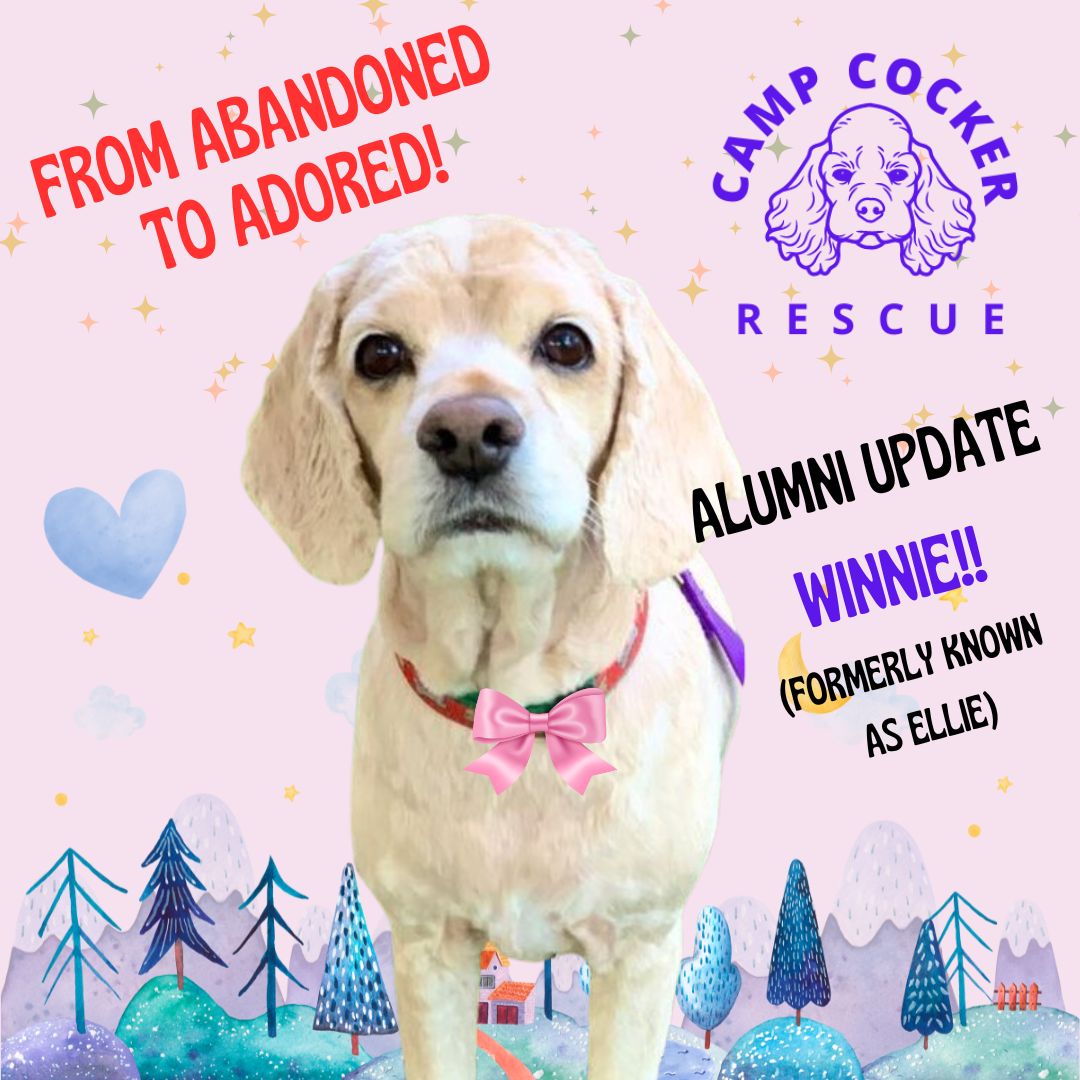 Where are they now? Alumni update! 🎀... - Camp Cocker Rescue | Facebook