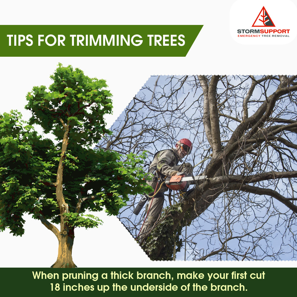 Storm Support Emergency Tree Removal LLC | Rockford MI