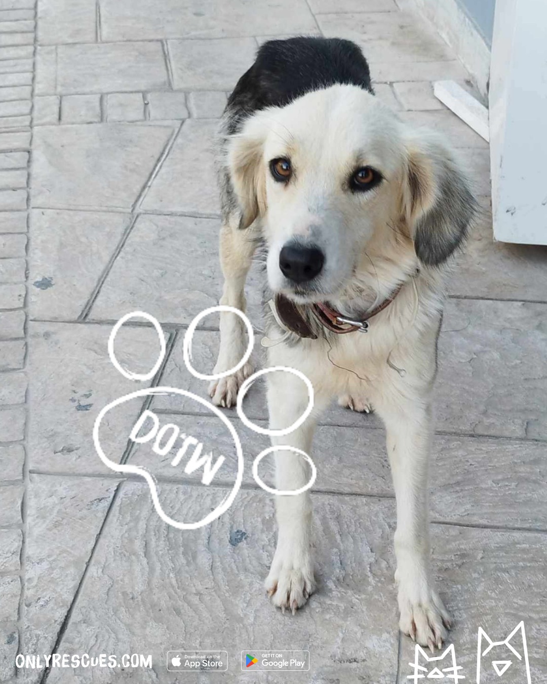 Only Rescues UK - 🐾 ADOPT TIFFANY 🐾 Tiffany is a gentle... | Facebook