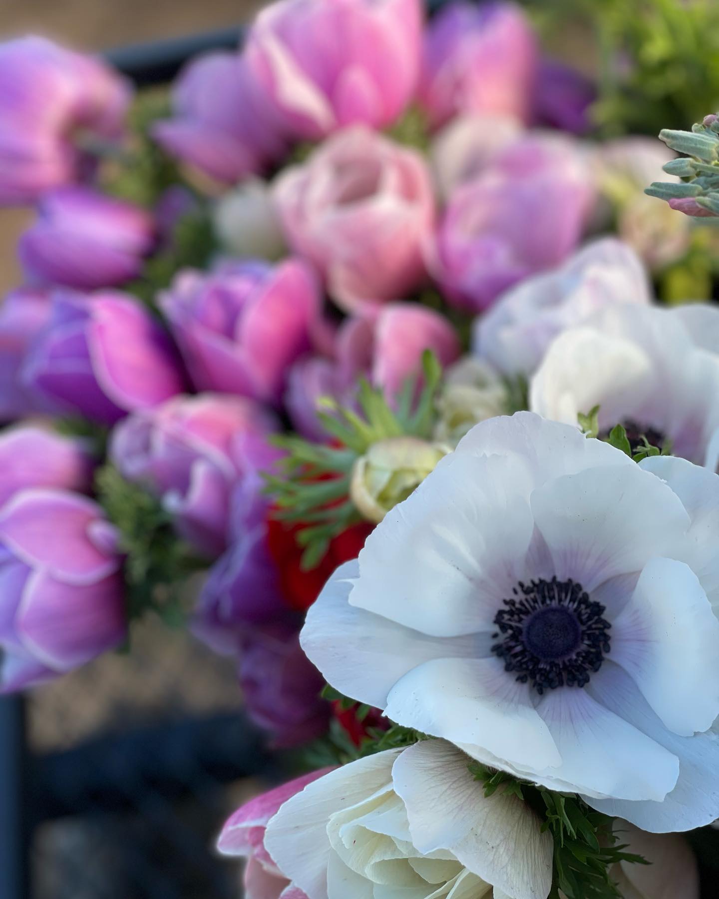 Happy Friday! The Anemones are starting... - Dutch Roots Farm | Facebook