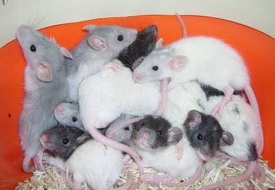 Aquapoils Bebes Rats Bientot Pret Pour Adoption Facebook