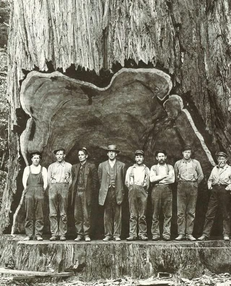 Ancient - Lumberjacks pose under the redwood tree they are trying to ...