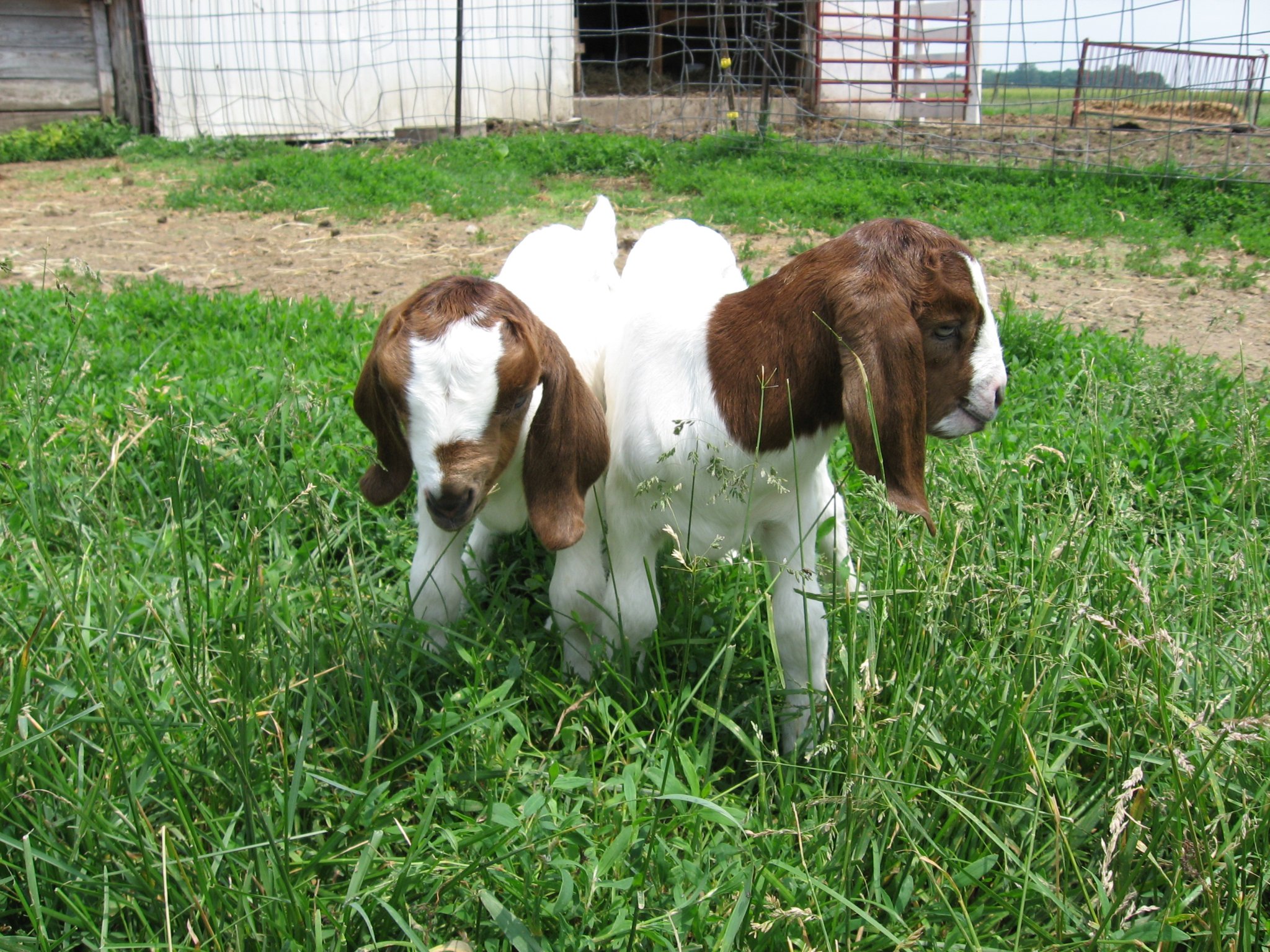 Goats of Grant County, Indiana | Facebook