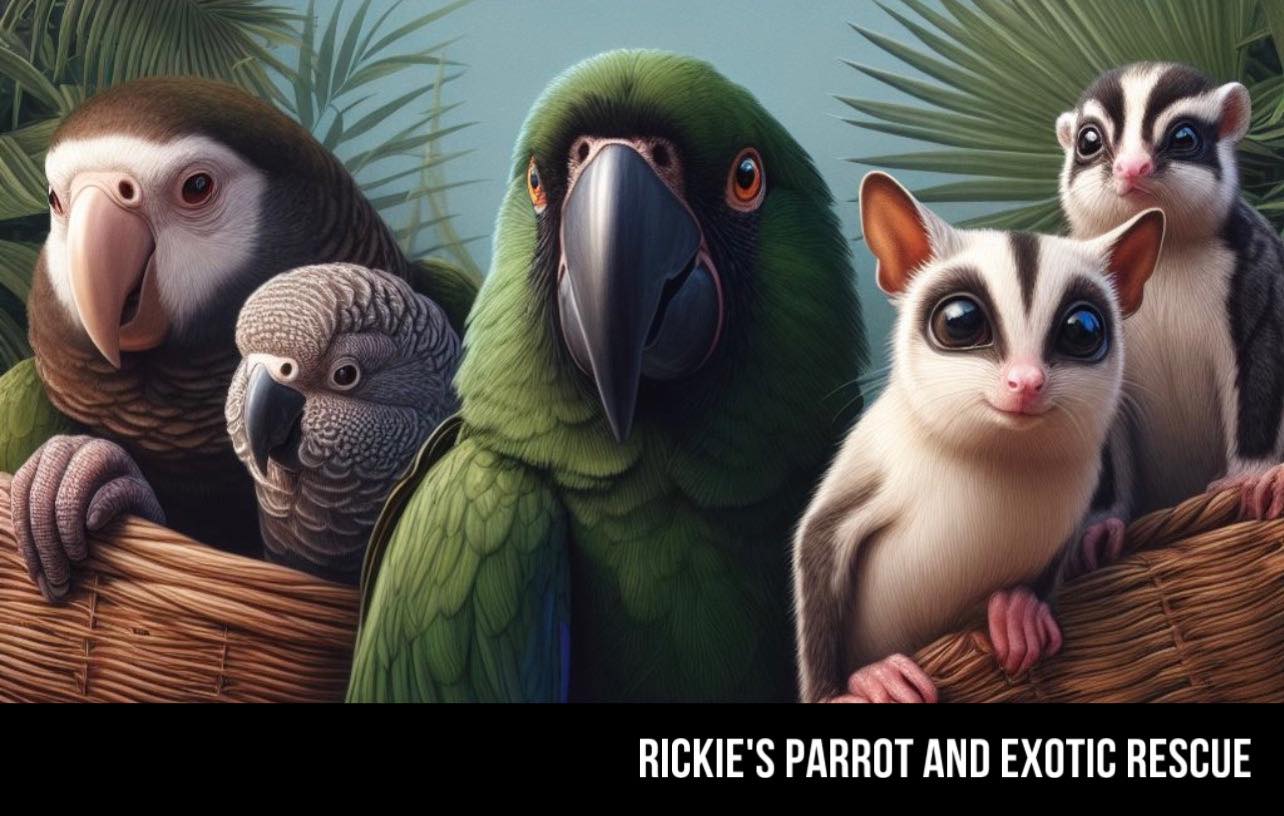 Curated visual reference: Gallery Detail: Parrot Playhouse Thank You Tracy Roake Victoria In Delaware And