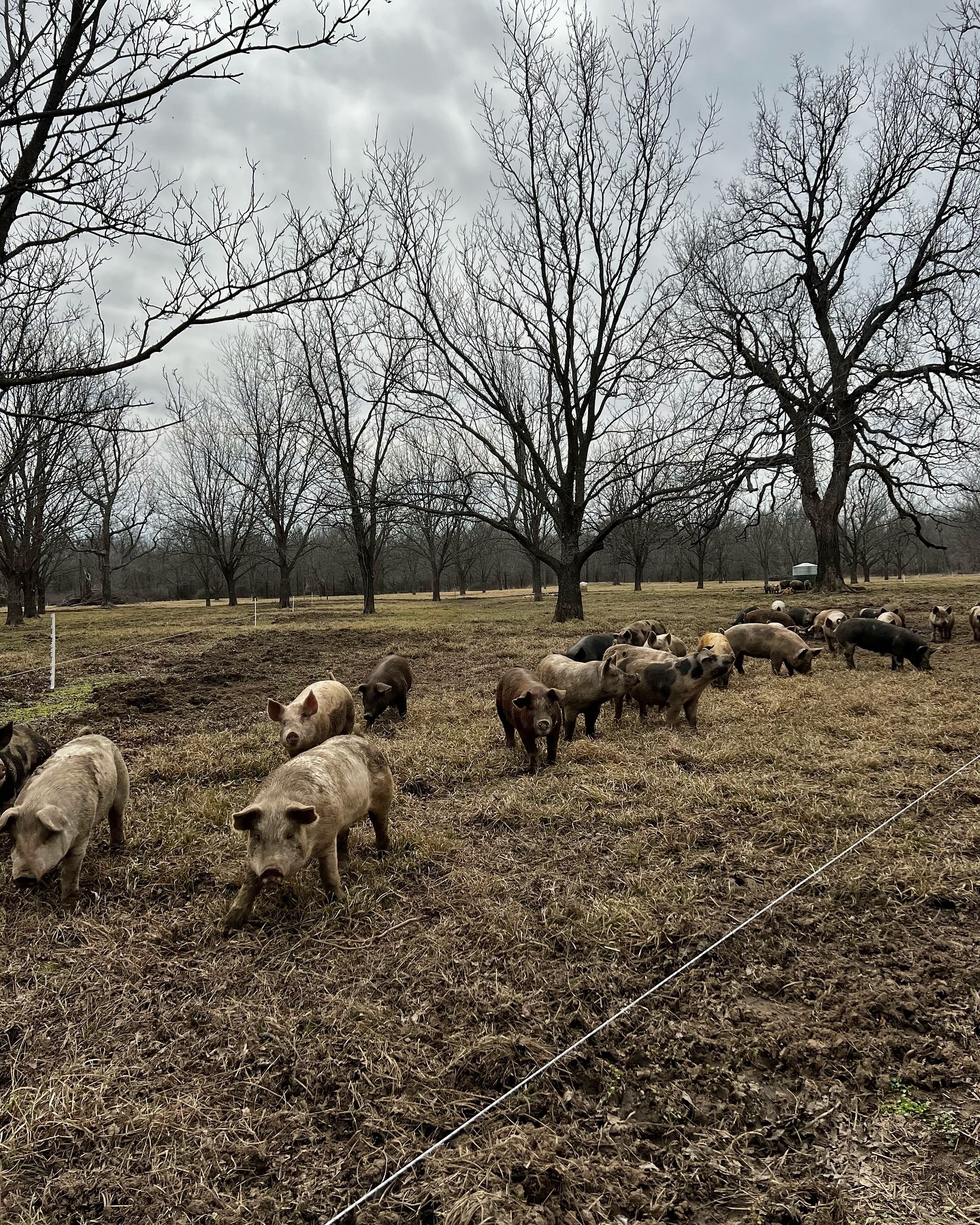 Grassroots - At our ranch, pigs play a unique role. 🐷 They naturally ...