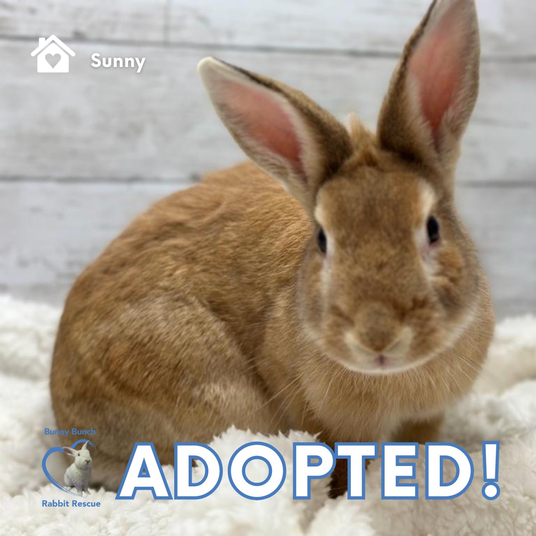 Sunny the bunny has a forever... - Bunny Bunch Rabbit Rescue | Facebook