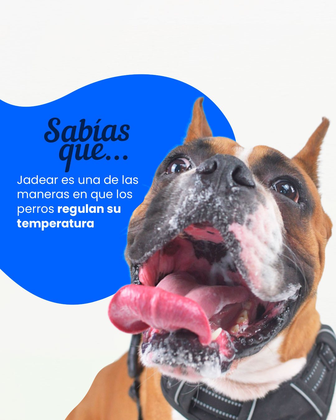 El jadeo es un comportamiento... - Clinica Veterinaria Tec | Facebook