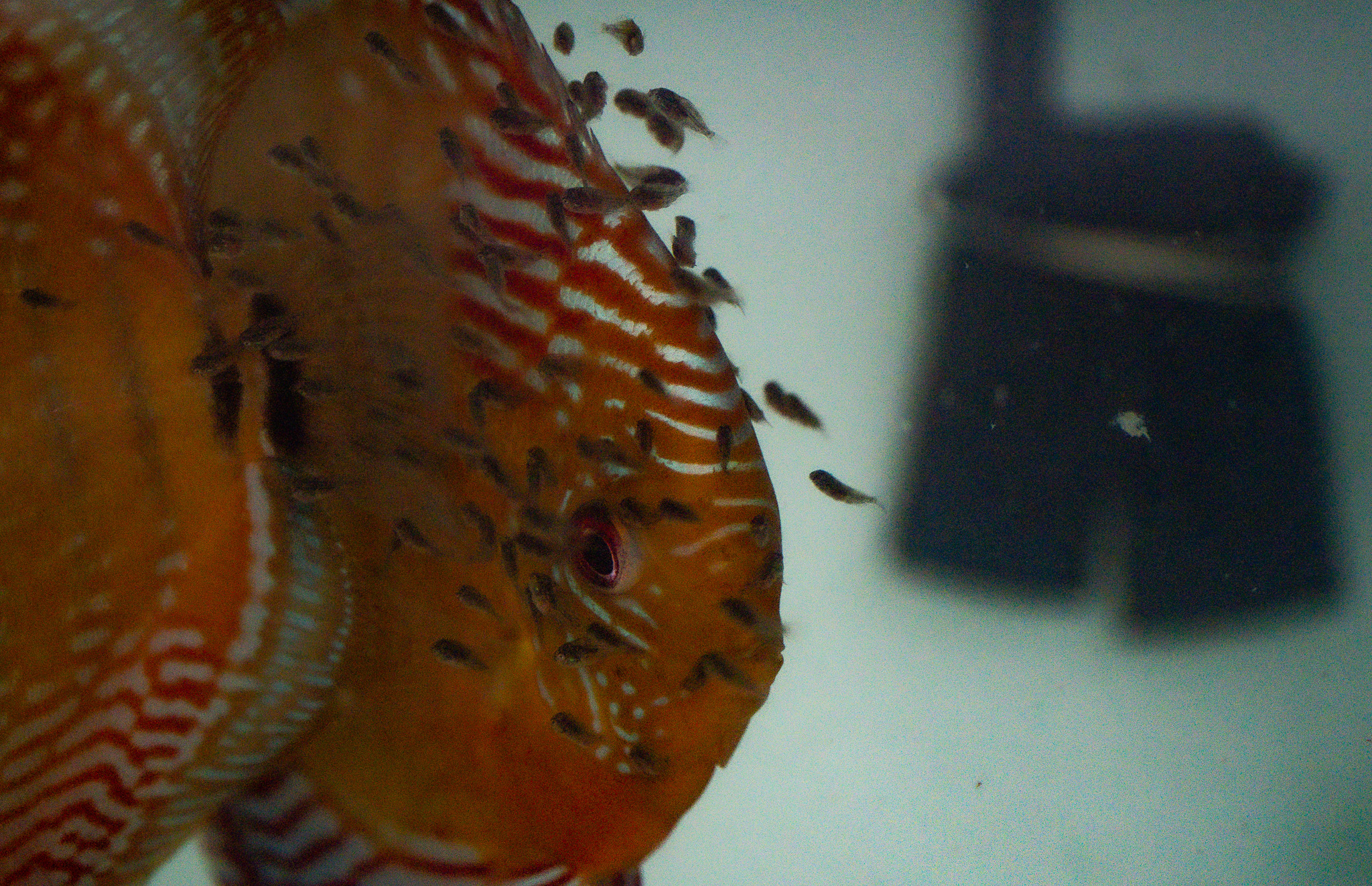 For Vitor Hugo Quaresma this is his... - Santarem Discus Plus