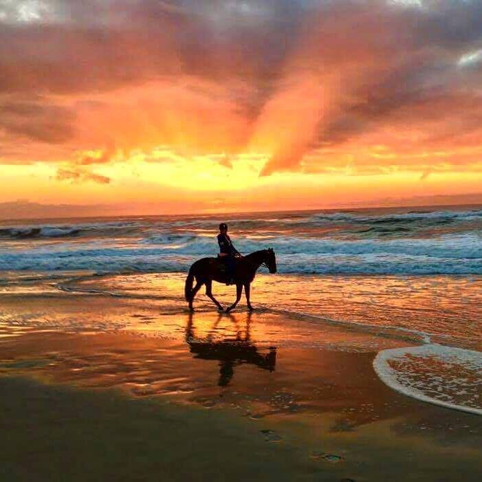Tassi... - Tassiriki Ranch Beach Horse Riding & Holiday Cabins