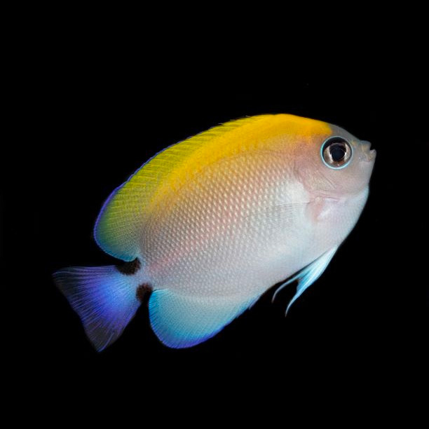 The Biota - Genicanthus melanospilos - Black spot swallowtail angelfish ...