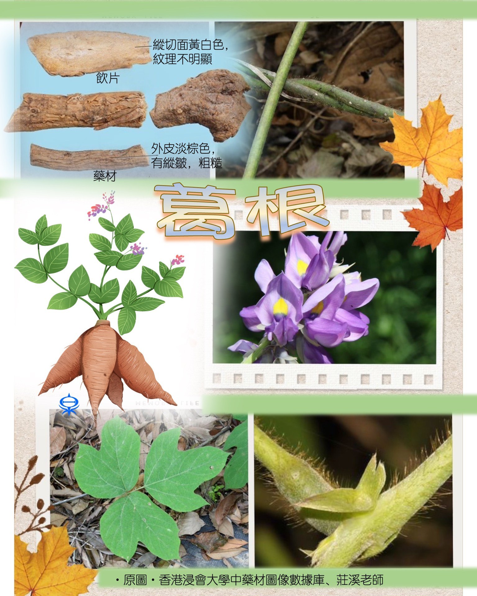 人與環境友善共好 - 【中藥五味「辛」】葛根 采葛織布入食藥 中藥「葛根」為豆科多年生藤本植物野葛Pueraria montana var ...