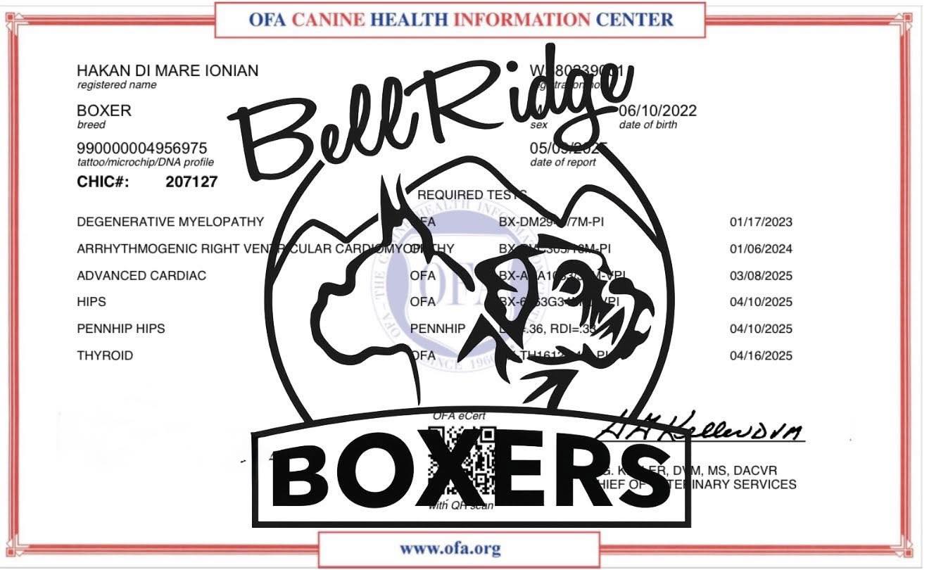 🧬 What’s a CHIC number, and why does it... - BellRidge Boxers | Facebook
