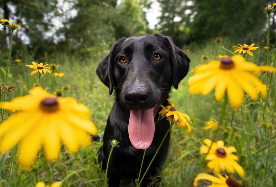Texas Freedom Labradors | Mont Belvieu TX