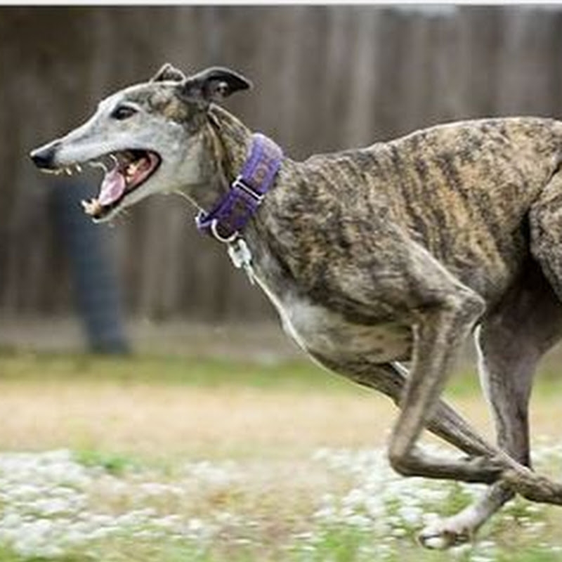 greyhound dog chases real rabbit in coursing race trials. subscribe us ...