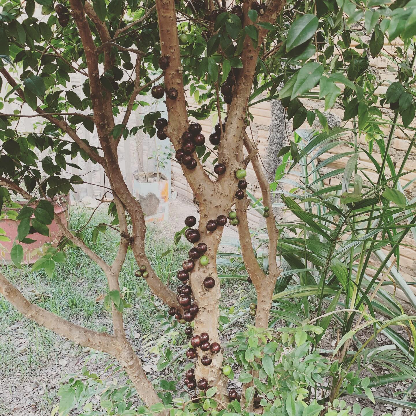Plante Plantas | Marabá PA