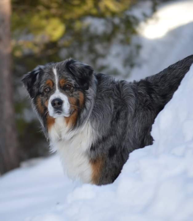 Switchback Ranch Aussies | Facebook