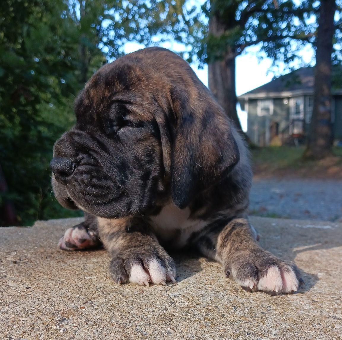 Riot - looking to add some... - Scenic Views Kennel | Facebook