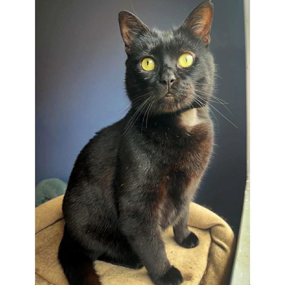 ~*FOSTER VIEW TO ADOPT*~ 🐈‍⬛🚀 MEET... - Perth Rescue Angels | Facebook