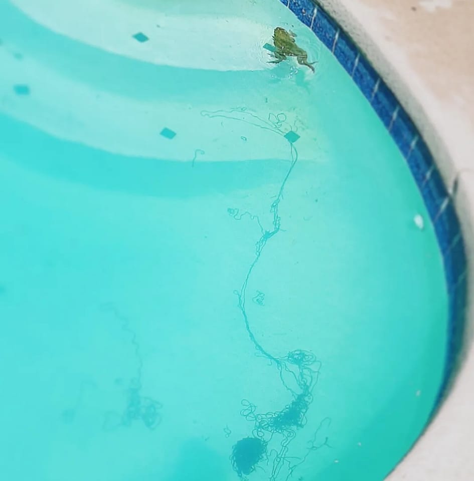 baca float water co inc Tucson and Sonoran Institute partnership recognized for conservation efforts SUPPLIES/Supplements syringe for b12 injection Size:10ml