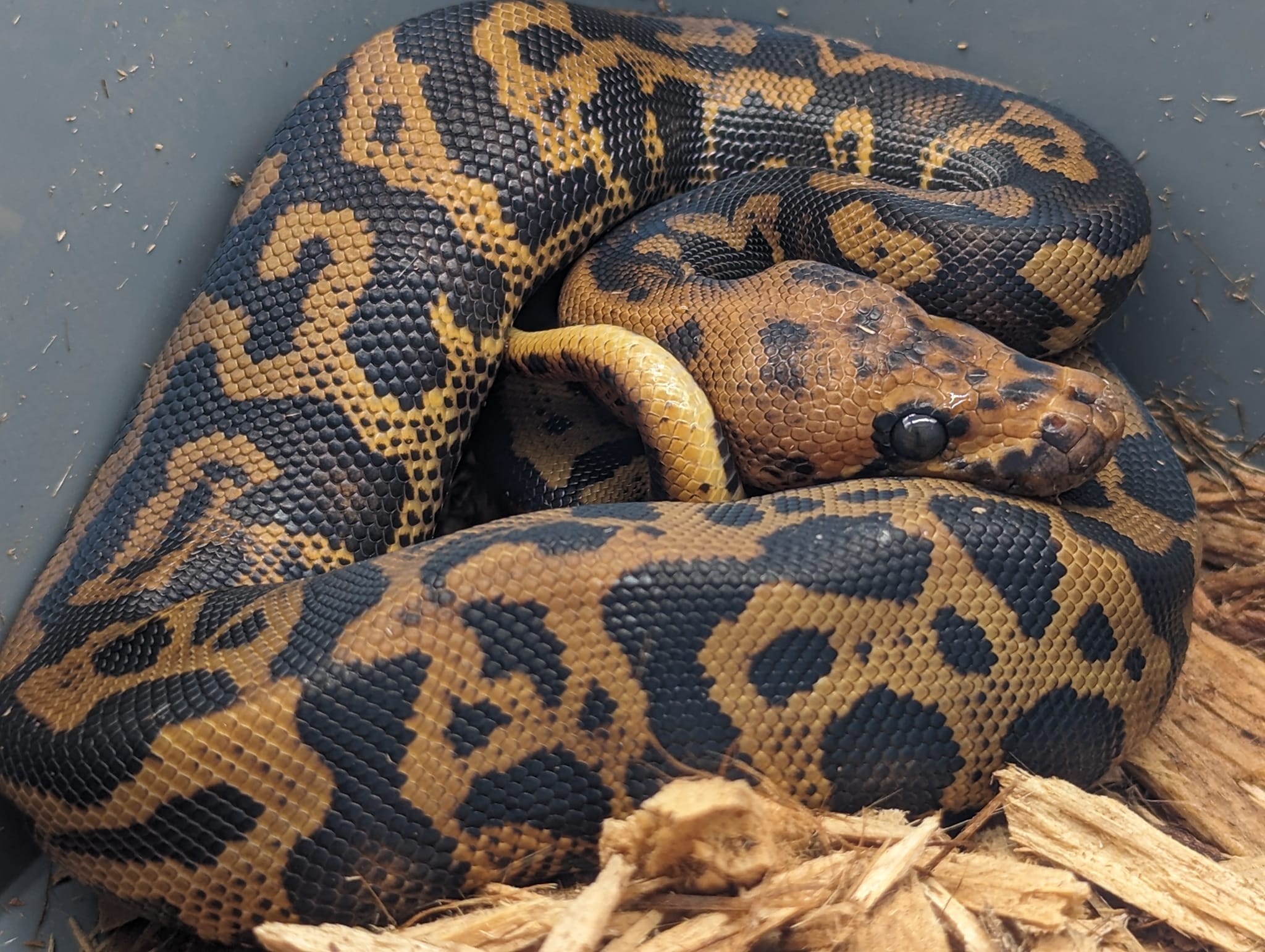 Super Leopard Confusion Clown! This guy is absolutely WICKED