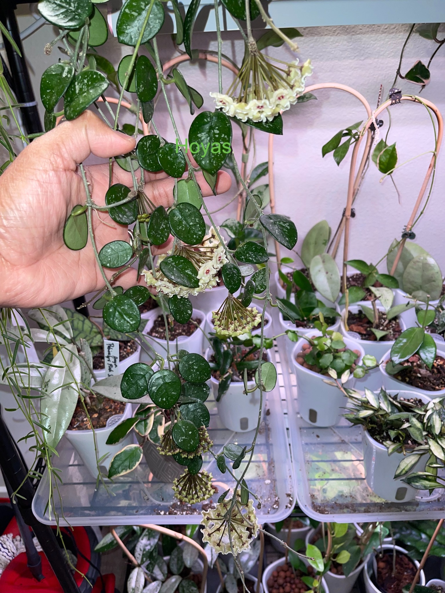 Hoya Mathilde Grey Fairy plant