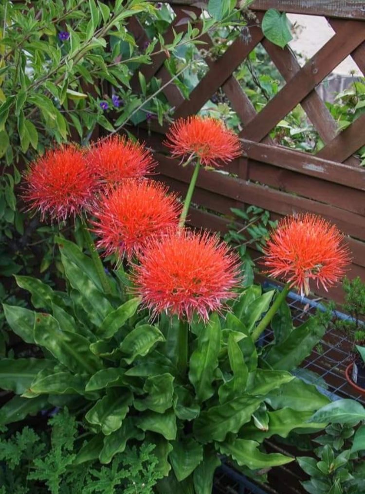 Bulbos De Lirio Araña Rojo (Lycoris Radiata) - Pack De 4, Resistente A La Sequía Y De Bajo Mantenimiento