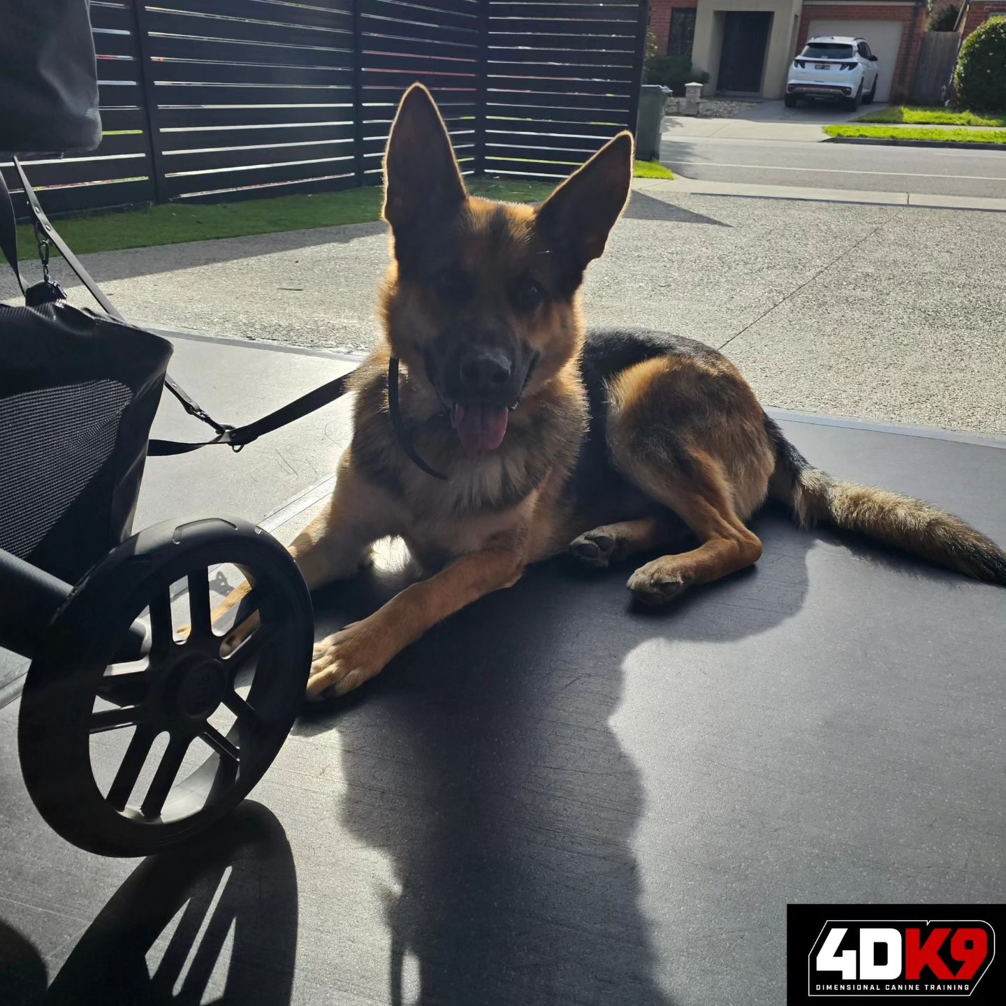 Always a pleasure... - 4D K9 - Dimensional Canine Training
