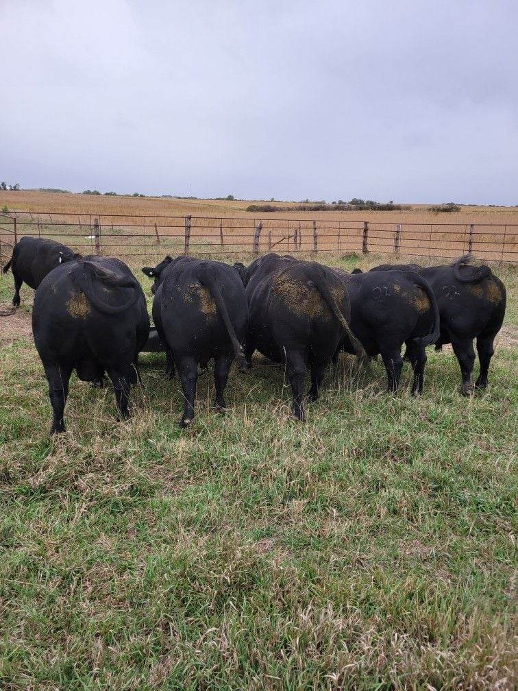 Here's the BEEF! Thanks to a long time satisfied customer for sending ...