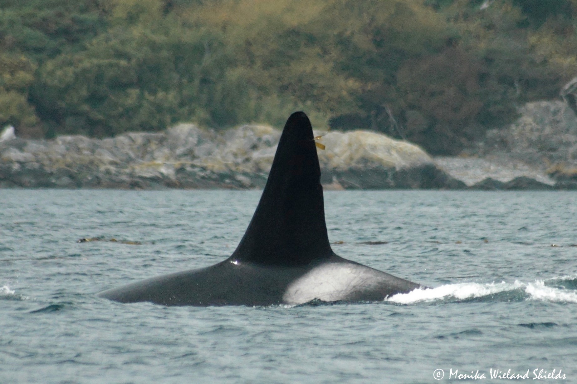 Do you recognize this male... - Orca Behavior Institute | Facebook