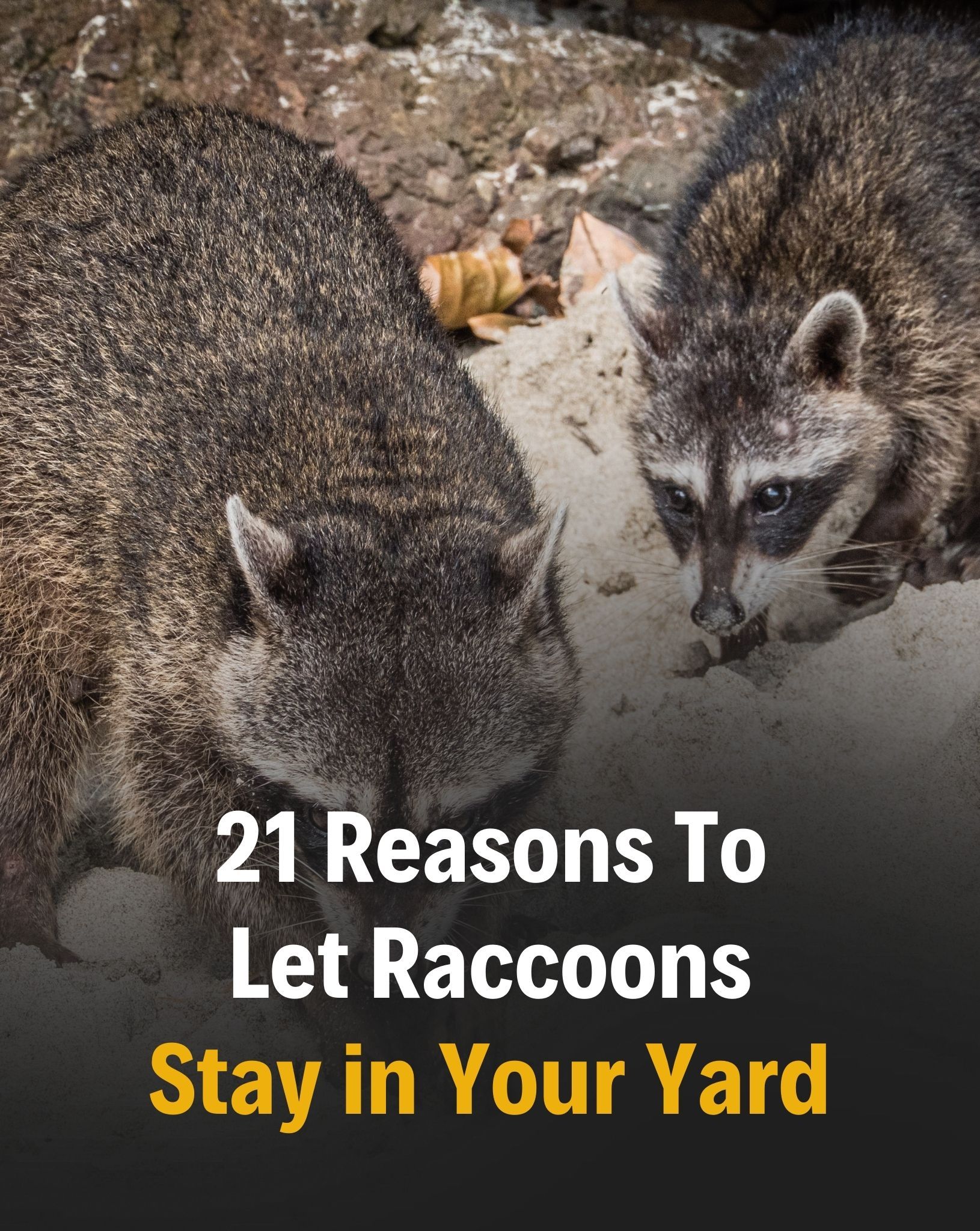 Bloom - These masked critters may seem like trouble at first glance ...