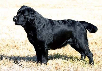 Fortune Labrador Retrievers